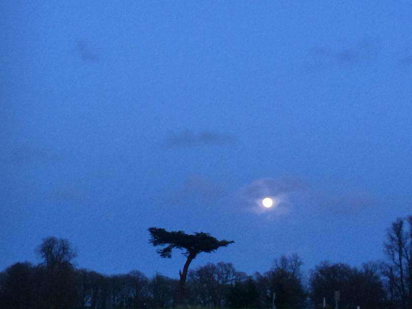 Silhouette of tress against a watery moon at dusk