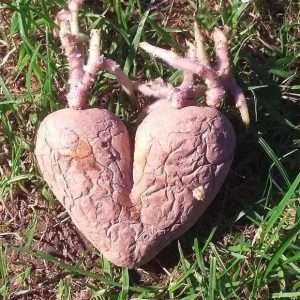 Heart-shaped plant bulb laying on grass