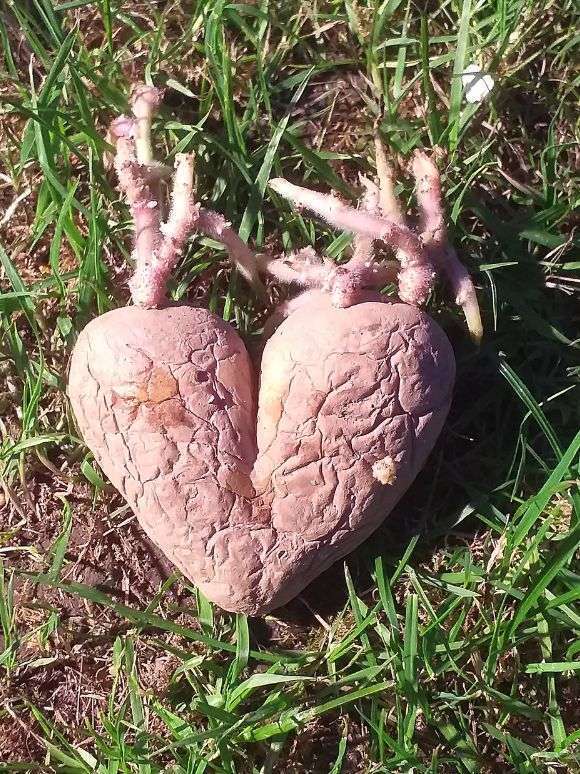Heart-shaped plant bulb laying on grass