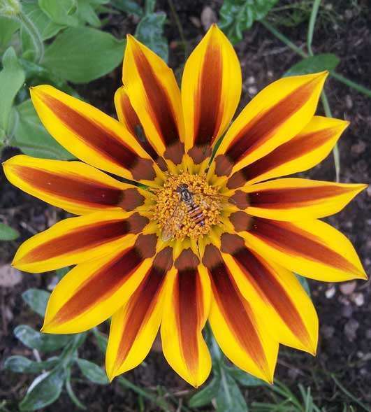 Flower with Hover Fly in the centre